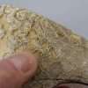 Gold Taormina Lace Crystal Heels Pumps Shoes - Image 6
